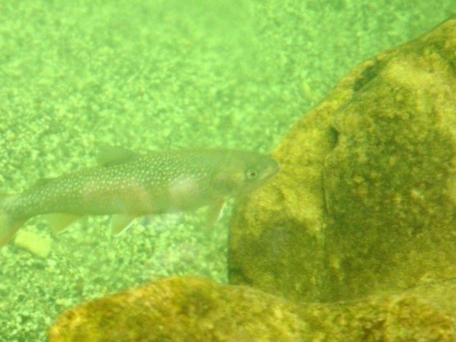 e0202393_5203354.jpg
