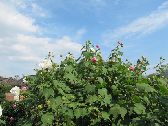 a0166196_2159558.jpg