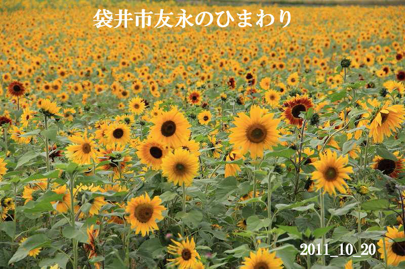 a0188405_21304959.jpg