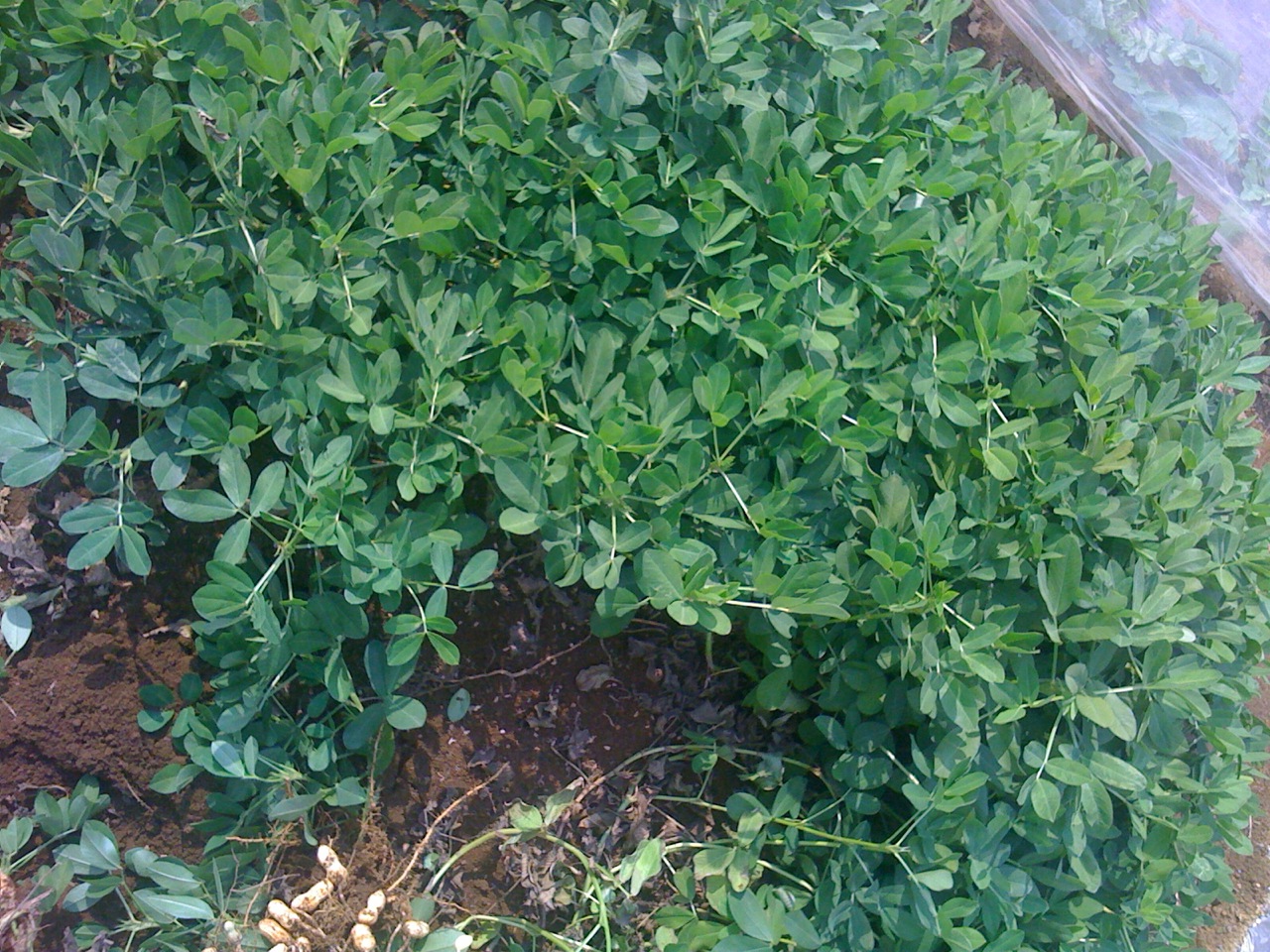 c0064706_10582329.jpg