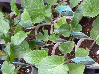 c0167112_18201627.jpg