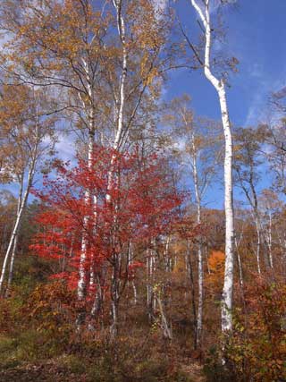e0049318_835104.jpg