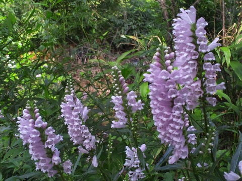 b0199924_18151832.jpg