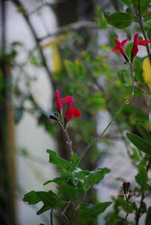 f0238135_8243849.jpg