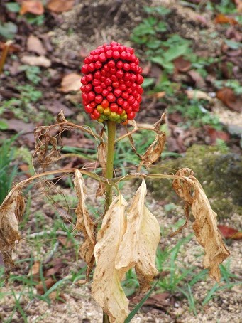 b0089338_222241100.jpg