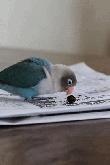 c0145250_1111538.gif