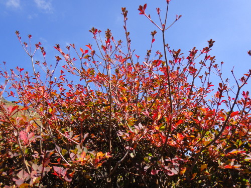 c0179351_9251143.jpg
