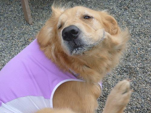 a0166954_21541436.gif
