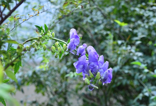 c0186463_17112683.jpg