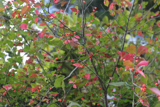 e0024081_2092786.jpg