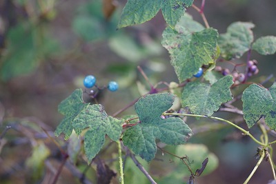 f0079289_922364.jpg