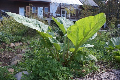 f0079289_924827.jpg