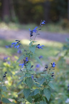f0079289_92760.jpg