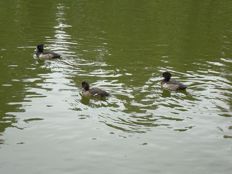 c0079001_1311330.jpg