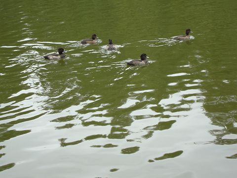 c0079001_1312992.jpg