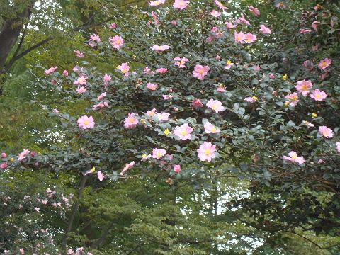 c0079001_1314637.jpg