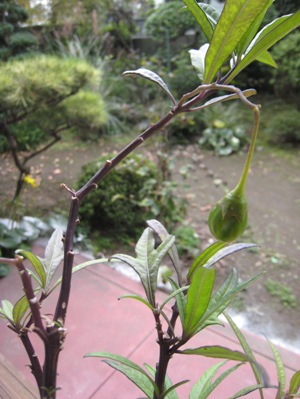 e0033301_185863.jpg