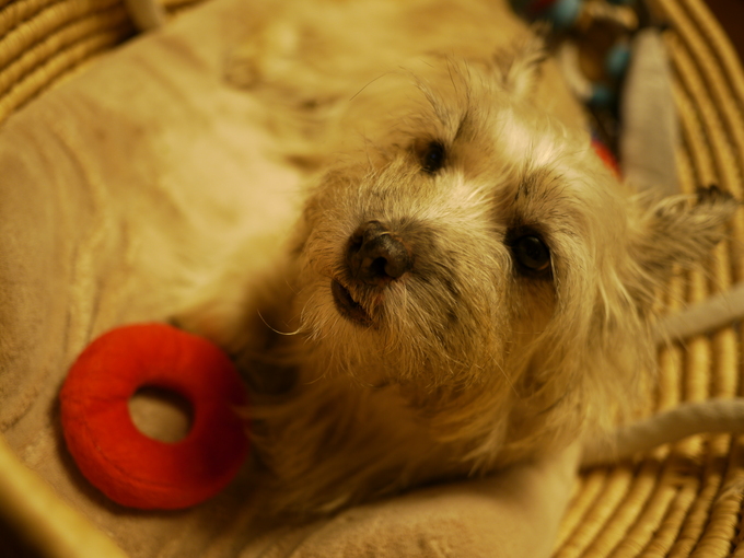c0039114_21451667.jpg
