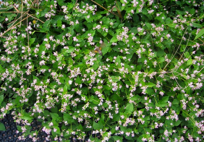 f0042737_10334060.jpg