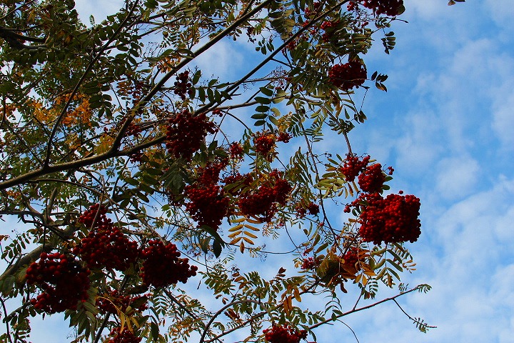 c0153740_2572816.jpg