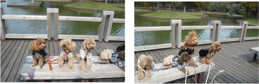 b0182846_21241425.gif