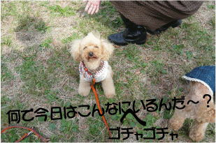 b0182846_21251742.gif