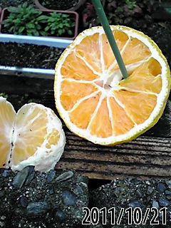 b0200747_21391545.jpg