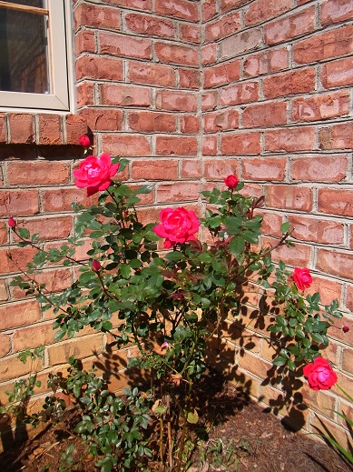 a0149356_8581529.jpg