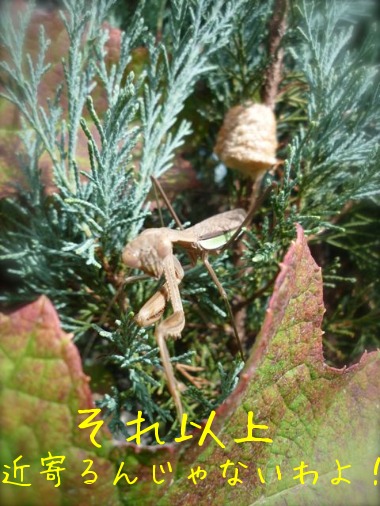f0177261_9495249.jpg