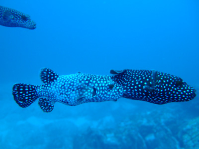 e0184067_15265594.jpg