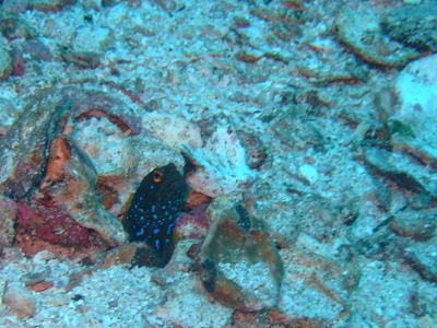 e0184067_15272870.jpg