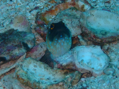e0184067_15275254.jpg