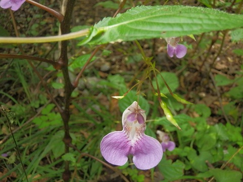 c0042869_8404343.jpg