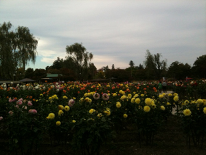 c0003493_10425190.jpg
