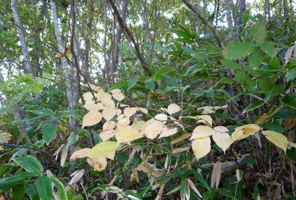 a0214206_22521743.jpg