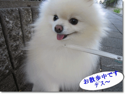 b0167519_14545195.gif