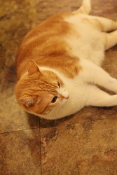IMG_3161a.jpg