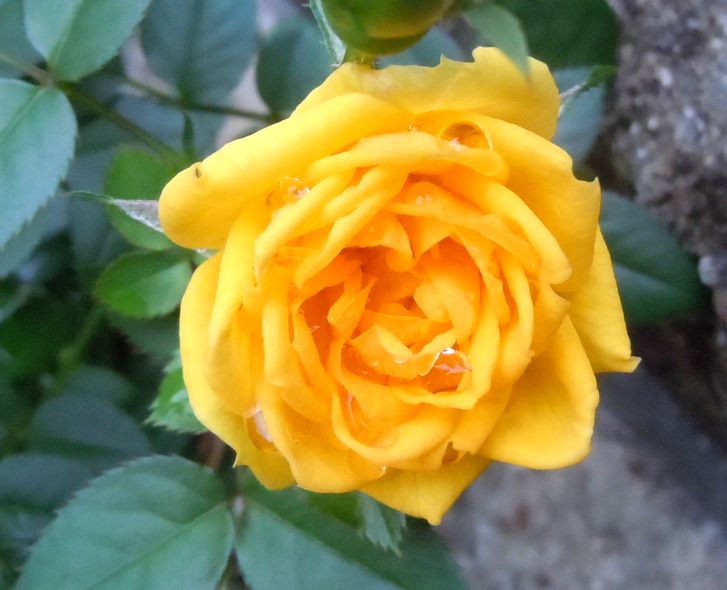 e0149934_18201094.jpg