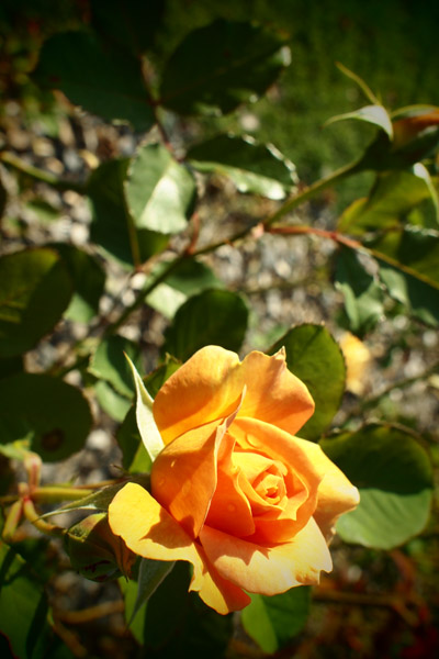 a0042044_178539.jpg