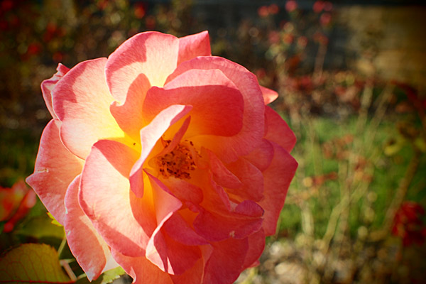 a0042044_1792569.jpg