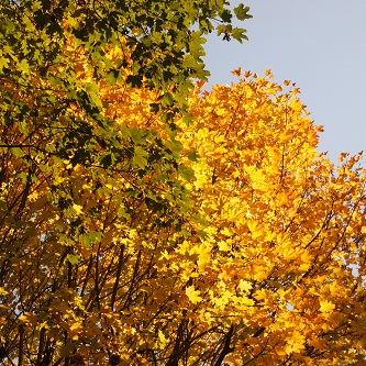 a0141366_1757689.jpg