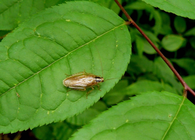 d0019074_12553590.jpg