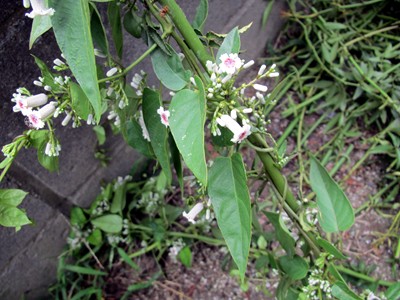 f0003174_1543334.jpg