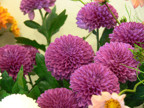 e0140986_112491.jpg