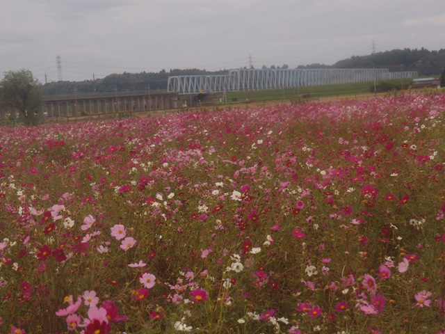 e0018604_15213317.jpg