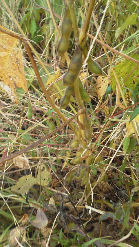 e0168109_2211680.jpg