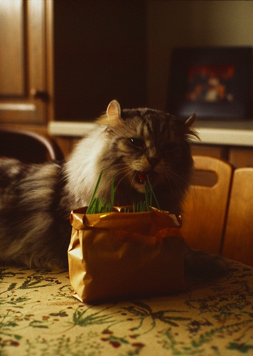 f:id:nekoshasin:20100627002850j:image f:id:nekoshasin:20100627002850j:image