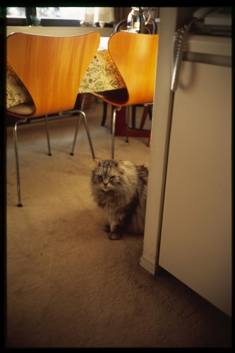 f:id:nekoshasin:20100714223237j:image f:id:nekoshasin:20100714223237j:image