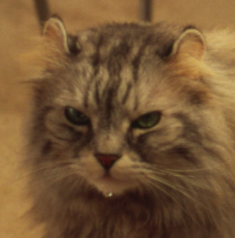 f:id:nekoshasin:20100714224833j:image f:id:nekoshasin:20100714224833j:image