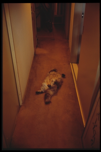 f:id:nekoshasin:20100726205755j:image f:id:nekoshasin:20100726205755j:image